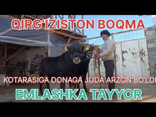 BOQMA BUQALAR ARZON VA SIFATLIK QIRG‘IZISTON SHVET