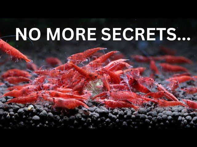 The Secrets to Breeding 1,000's of Cherry Shrimp!