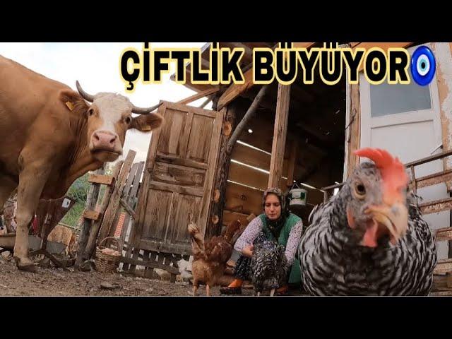 DAMIZLIK YENİ İNEK ALDIK//ELLERİMLE YEM VERDİM TAVUKLARDA BANA 1 SEPET YUMURTA VERDİ