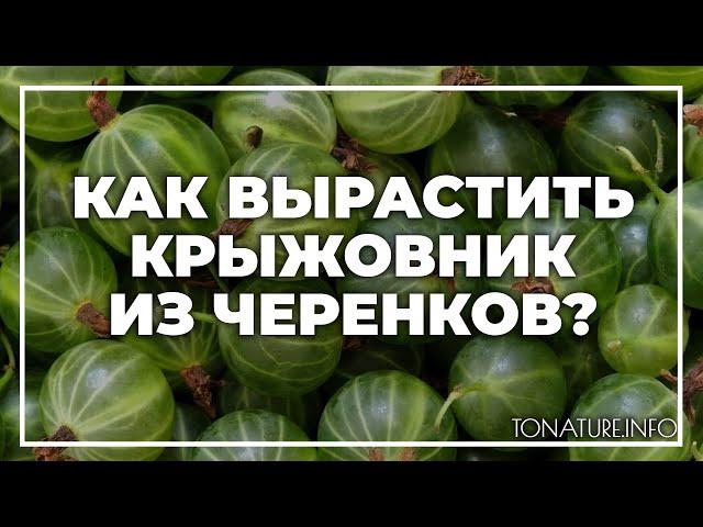 Как вырастить крыжовник из черенков? | toNature.Info