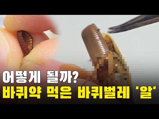 바퀴약 먹은 바퀴벌레의 '알'은 어떻게 될까??