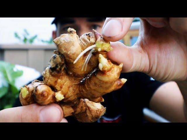 Ginger Growing from Store-Bought Ginger Roots!