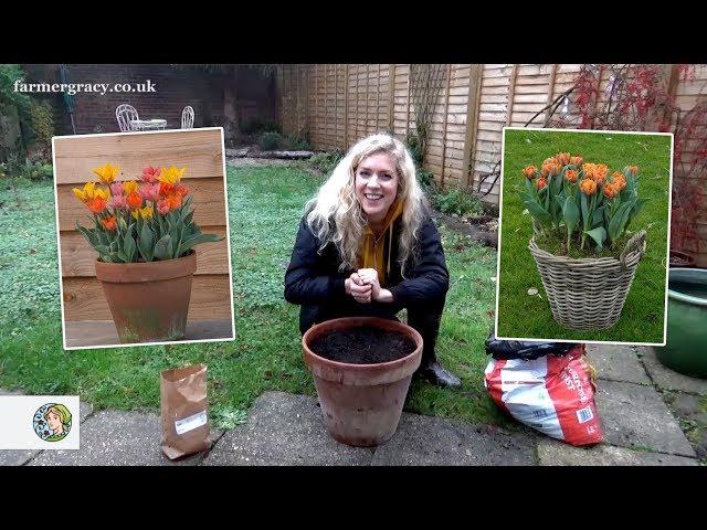 How to plant Tulips (bulbs) in a pot or container - FarmerGracy.co.uk