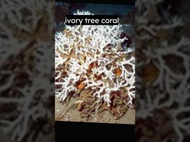 ivory tree coral