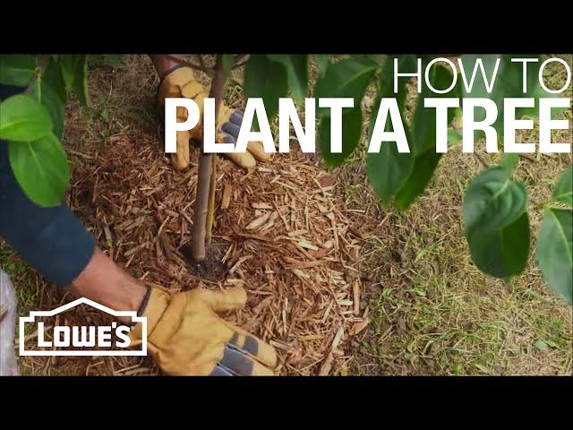 How to Plant a Tree