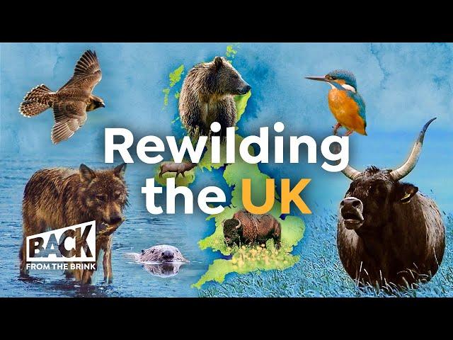 How to Bring Wilderness Back to Britain | Rewilding UK | Back from the Brink