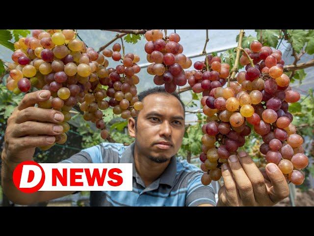 Sweet taste of success for M'sian grape grower