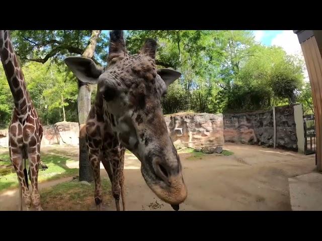 Tall Giraffes Crunch On Fresh Lettuce