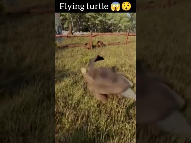 Flying Turtle  || Turtle 2022 #shorts #viralshorts #viralyoutubeshorts #cuteturtle #flyingturtle