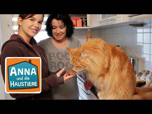 Maine Coon | Reportage für Kinder | Anna und die Haustiere