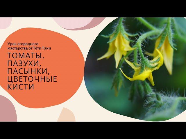 Томаты. Пазухи, пасынки, цветочные кисти...