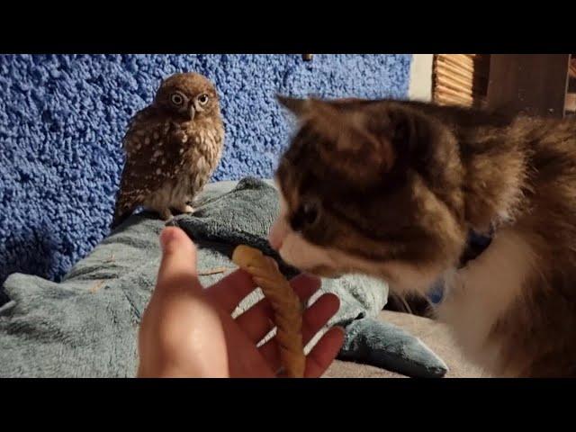 The cat Murlok teaches the Little owl Luchik not to be afraid of scary caterpillars