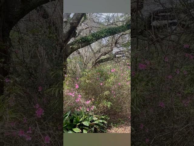 12 Oaks walking trail. A short loop on the bayou in Downtown Ocean Springs Ms.