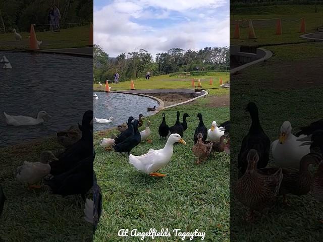 CUTE DUCKS AND GEESE