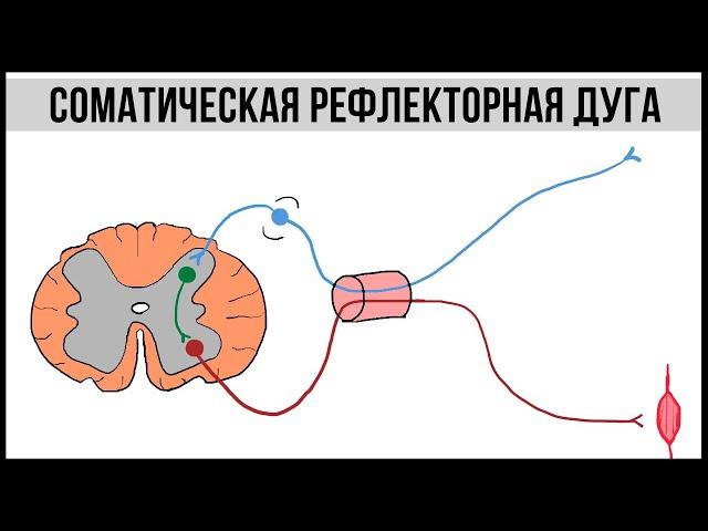 Соматическая рефлекторная дуга