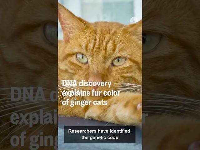 DNA discovery explains fur color of ginger cats