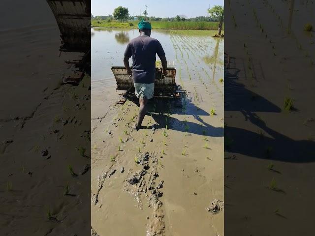 நடவு இயந்திரம்!! #agriculture #paddy #paddyfarming #tamilculture #paddycultivation #agrimachinery