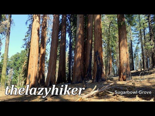 Sugarbowl and Hart Tree Loops in Two Minutes - Kings Canyon National Park - Redwood Canyon