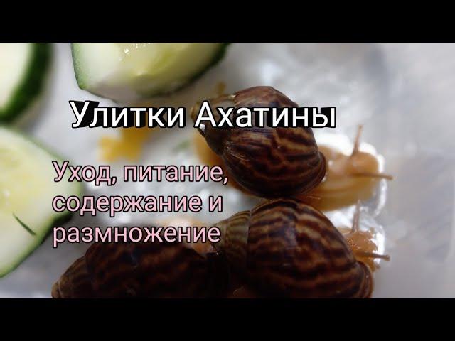 Улитка Ахатина.Уход, содержание, размножение.