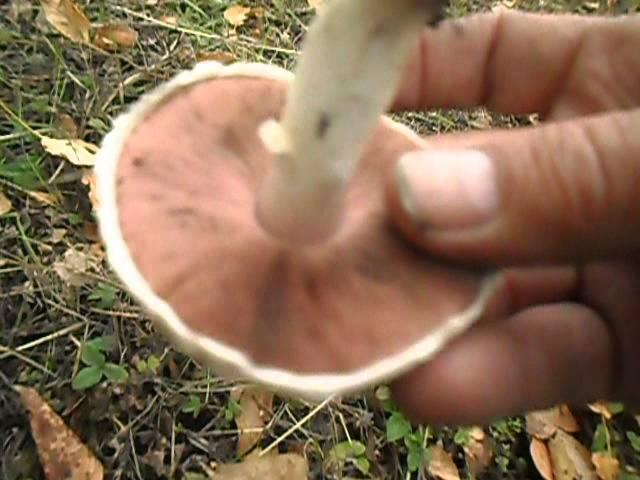 How to distinguish a mushroom from the mushrooms pale toadstool.