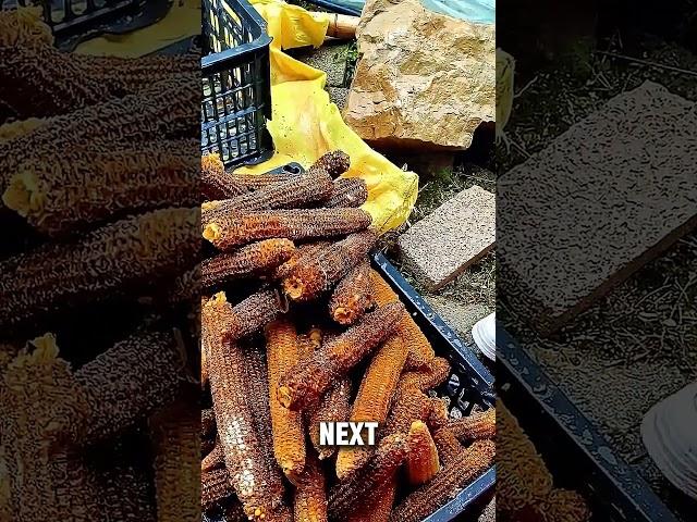 How the Chinese Grow Mushrooms on Corn Cobs #short #mushroom