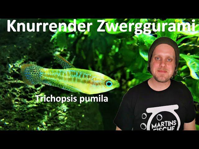 NEUE FISCHE! Knurrender Zwerggurami (Trichopsis pumila) und Dornaugen für das Uferaquarium