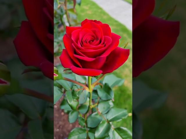 A Stunning Red Rose in Full Bloom, Captured in All It’s Vibrant Glory  #redrose #rosebloom #nature
