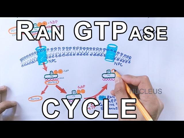 Mechanism of Nuclear Transport | RAN GTPase Cycle