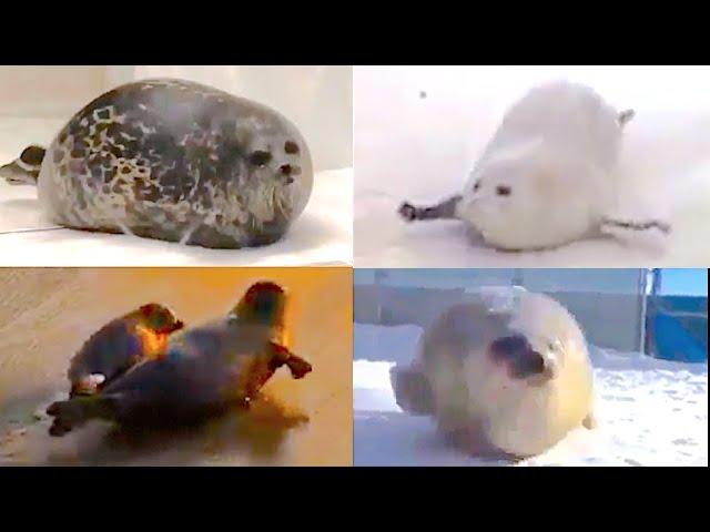 The ULTIMATE bouncing SEALS video