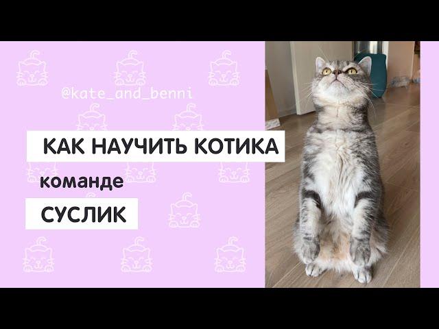 Как научить котика команде СУСЛИК