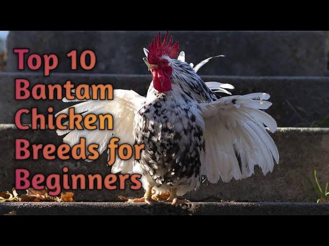 Top 10 Bantam Chicken Breeds for Beginners