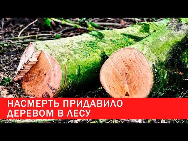 Насмерть придавило деревом в лесу | Зона Х