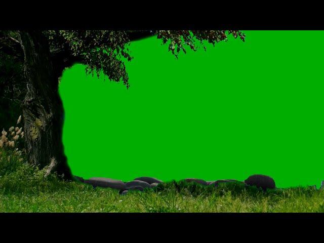 4k green screen big tree & grass nature blown in the wind