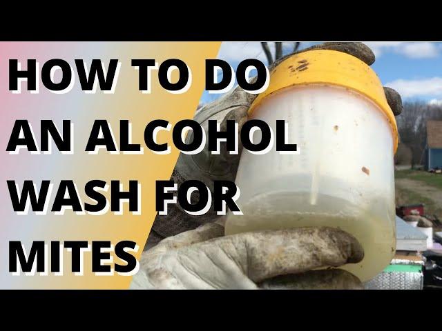 How to do an alcohol wash for mites