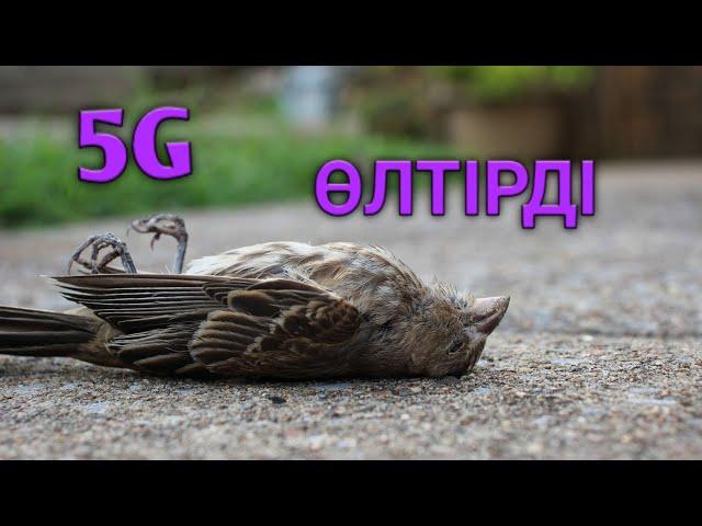 5G Құстарды өлтірді//cмарт казак//пазл