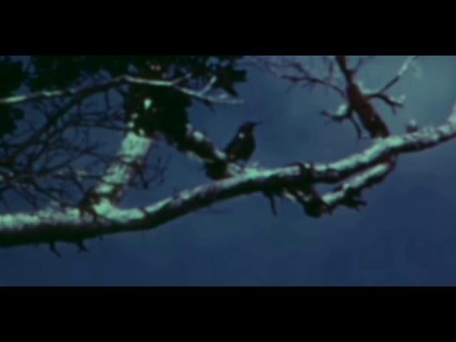 The Last Call Of A Species. Kauaʻi ʻōʻō bird recorded in 1987.