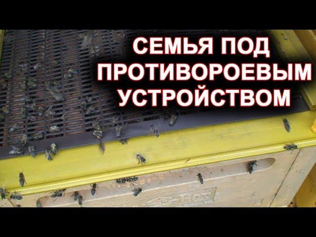 Семья под противороевым устройством. 100% без роев.