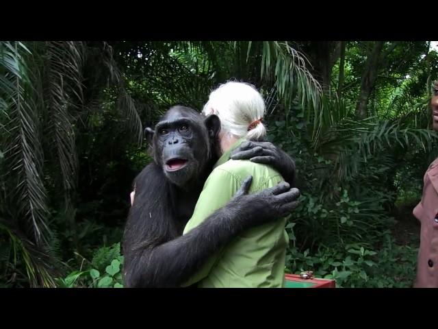 Jane Goodall Releases Chimp