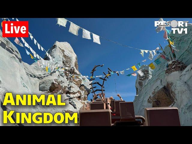 Live: A Wild Morning at Disney's Animal Kingdom - Walt Disney World Live Stream - 6-19-25