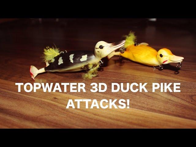 EPIC Topwater pike attacks on the Savage Gear 3D Suicide Duck!