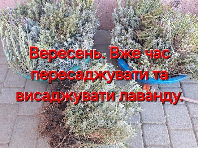 У вересні вже можна висаджувати та пересаджувати лаванду