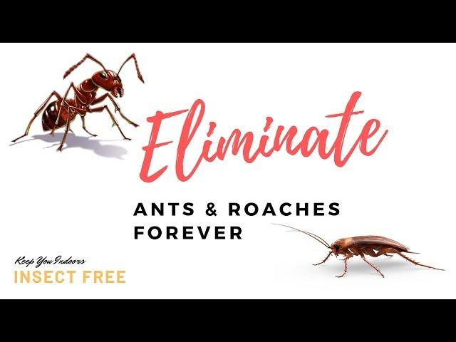 Get rid of Ants, Roaches and other insects at source for good