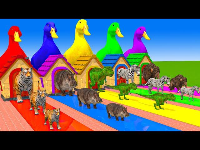 5 Giant Duck Cartoon,Cow,Mammoth,Lion,T-Rex,Tiger Paint Wild Animals Crossing Fountain Animation