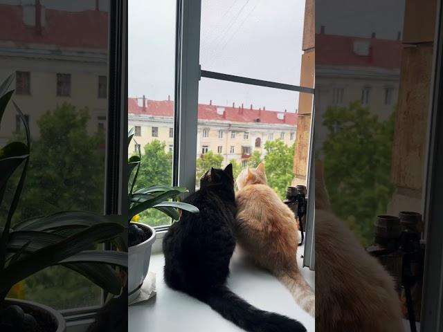 Коты охотятся на птичку! 