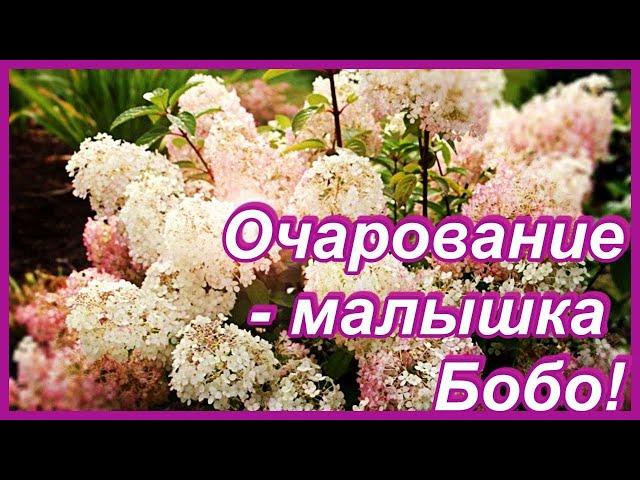 Миниатюрная гортензия Бобо  и ее садовые партнеры.