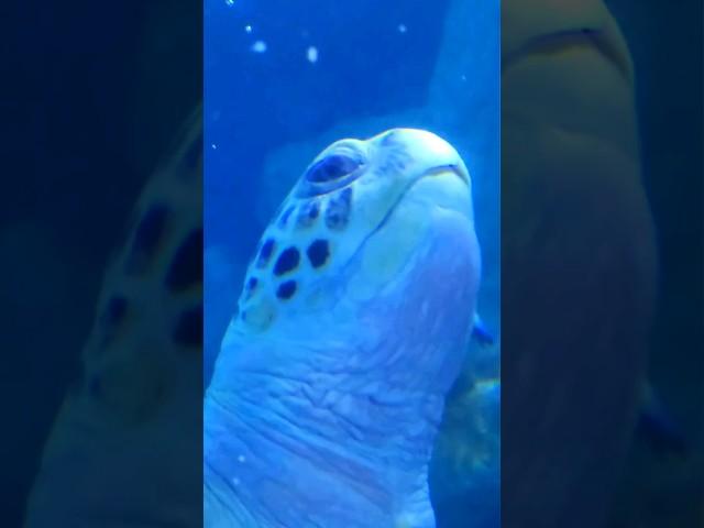 GIANT Sea Turtle  #shorts #shortsvideo #turtle