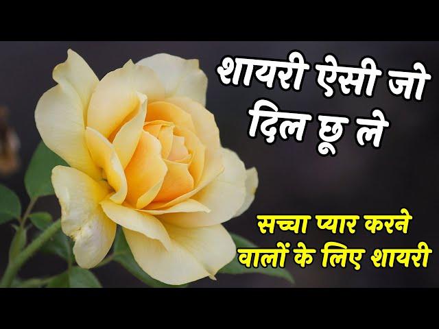 सच्चा प्यार करने वालों के लिए शायरी | Heart touching shayari | Love Shayari | Hindi Shayari