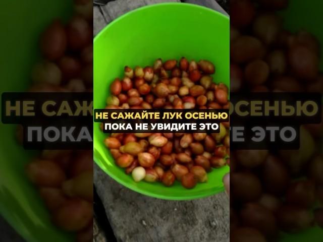 Не сажайте лук осенью пока не увидите это #дача #огород #сад