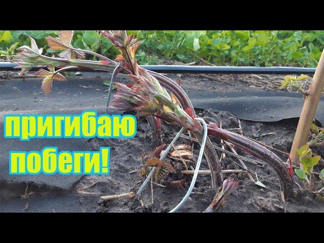 Как пригнуть побеги замещения у ежевики весной