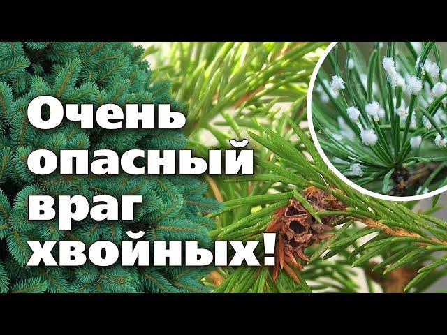 Опасный вредитель хвойных культур - хермес. Как найти и обезвредить